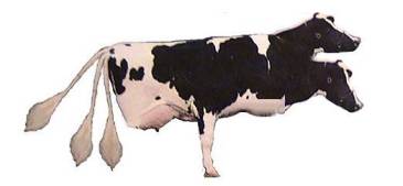 This cow's seen too much fallout